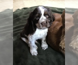 Cocker Spaniel Puppy for sale in CADDO, OK, USA