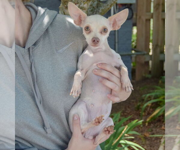 Medium Photo #3 Chihuahua Puppy For Sale in Huntley, IL, USA