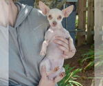 Small #2 Chihuahua