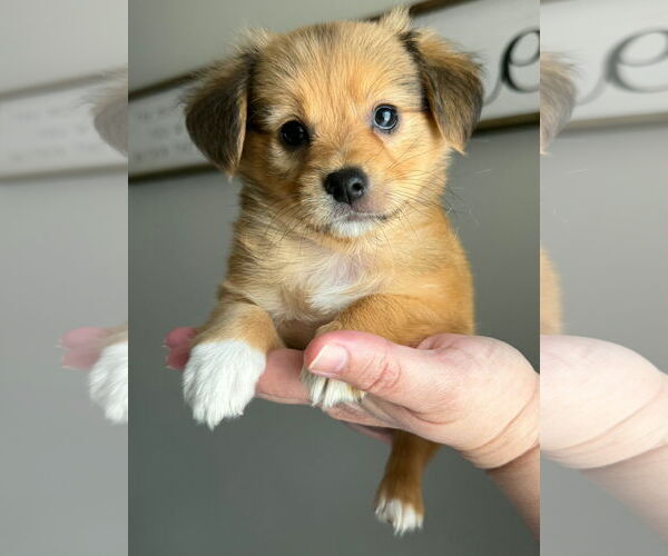 Medium Photo #1 Chihuahua-Unknown Mix Puppy For Sale in Tampa, FL, USA