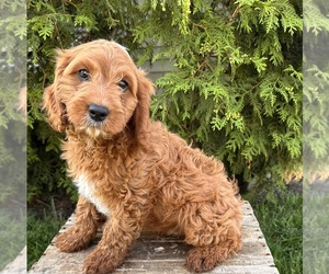 Airedale Terrier Puppy for sale in MIDDLEBURY, IN, USA