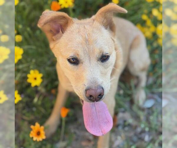Medium Photo #3 Labrador Retriever-Unknown Mix Puppy For Sale in San Diego, CA, USA
