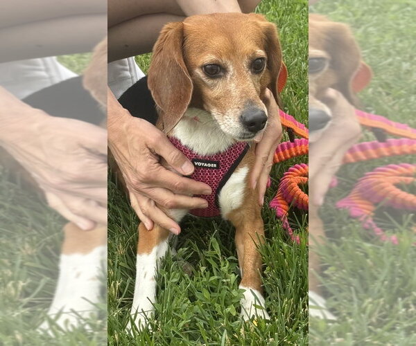 Medium Photo #2 Beagle Puppy For Sale in Mundelein, IL, USA