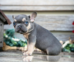 Small Photo #21 French Bulldog Puppy For Sale in BALTIC, OH, USA
