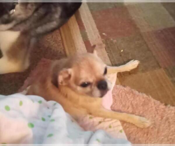 Medium Photo #3 Chug Puppy For Sale in Rootstown, OH, USA