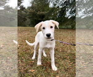Golden Labrador Dogs for adoption in Attalka, AL, USA