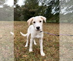 Sunny - Male Golden Labrador Dog for Adoption - Small photo
