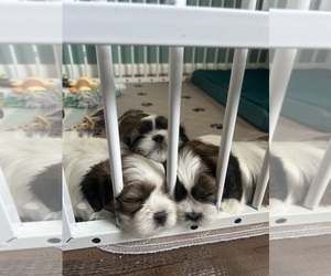 Shih Tzu Puppy for Sale in NEW PORT RICHEY, Florida USA