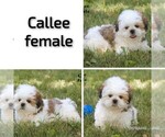 Small #12 Shih Tzu