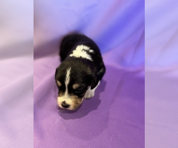 Medium Photo #9 Corgipoo Puppy For Sale in LONGMONT, CO, USA