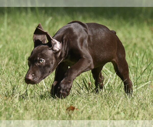 Medium Photo #10 Chocolate Labrador retriever-Pointer Mix Puppy For Sale in Mechanicsburg, PA, USA