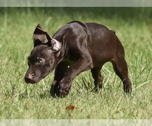 Frame - Male Chocolate Labrador retriever-Pointer Mix Dog for Adoption - Photo #10