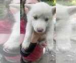 Puppy 7 Swiss Shepherd-Timber Wolf Mix