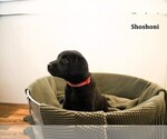 Puppy Shoshoni Labrador Retriever