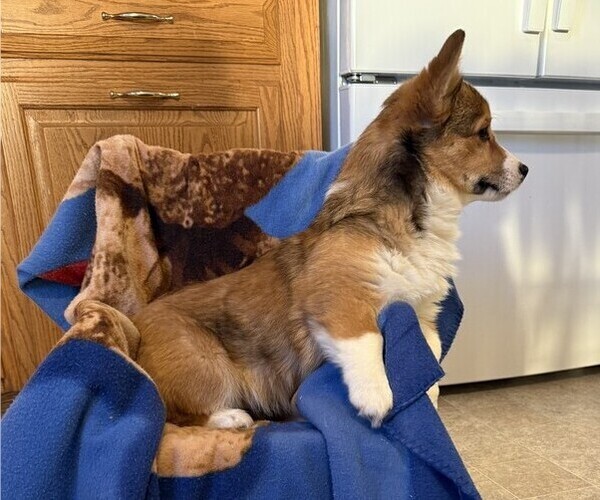 Medium Photo #5 Pembroke Welsh Corgi Puppy For Sale in STANLEY, WI, USA