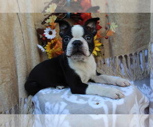 Boston Terrier Puppy for sale in SHILOH, OH, USA