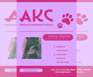 German Shepherd Dog Puppy for sale in PITTSBURGH, PA, USA