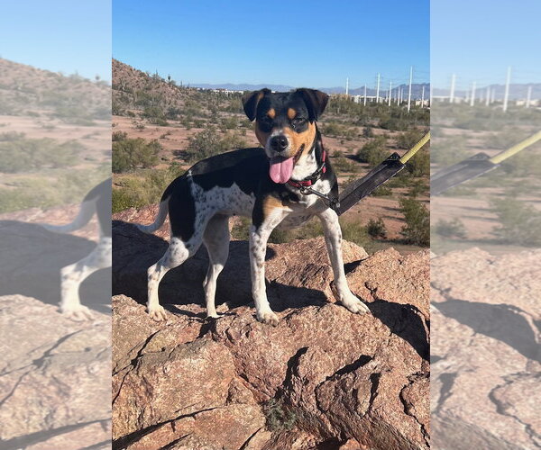Medium Photo #9 Rat Terrier-Unknown Mix Puppy For Sale in phoenix, AZ, USA