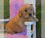 Small Photo #2 Goldendoodle-Poodle (Miniature) Mix Puppy For Sale in THORP, WI, USA