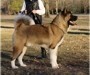 Father of the Akita puppies born on 08/06/2025
