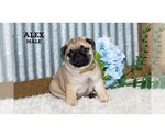 Small #35 Pug