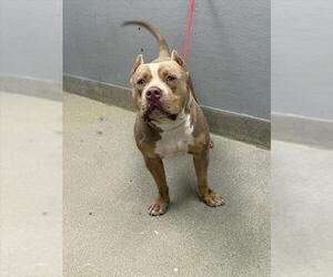 American Pit Bull Terrier-Unknown Mix Dogs for adoption in Las Vegas, NV, USA