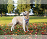 Small Photo #1 Golden Retriever Puppy For Sale in ANAHEIM, CA, USA