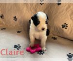 Small Photo #2 Australian Shepherd Puppy For Sale in BETHANY, CT, USA