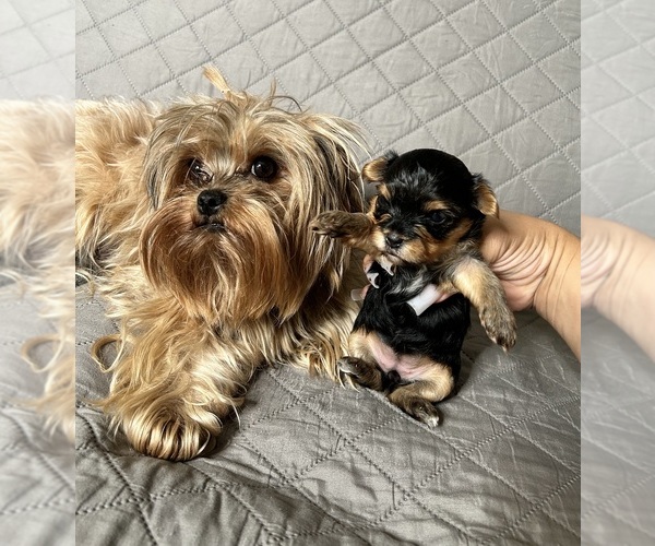 Medium Photo #6 Yorkshire Terrier Puppy For Sale in SAN BERNARDINO, CA, USA