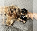 Small #5 Yorkshire Terrier