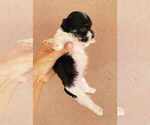 Small Photo #5 Havanese Puppy For Sale in CASA GRANDE, AZ, USA