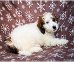 Small Photo #9 Saint Berdoodle Puppy For Sale in WAKARUSA, IN, USA