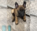 Small Photo #175 Belgian Malinois Puppy For Sale in REESEVILLE, WI, USA