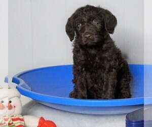 Labradoodle-Poodle (Standard) Mix Puppy for sale in FREDERICKSBG, OH, USA