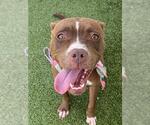 Small #1 American Pit Bull Terrier