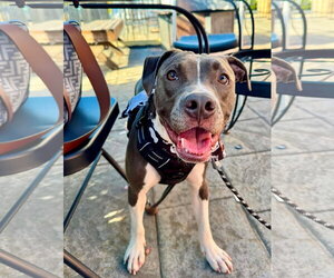 Hei Hei - Male American Pit Bull Terrier-Unknown Mix Dog for Adoption - Photo #2