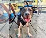 Small Photo #2 American Pit Bull Terrier-Unknown Mix Puppy For Sale in Germantown, OH, USA