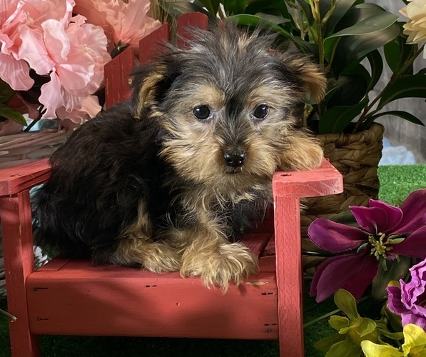 Medium Photo #2 Yorkshire Terrier Puppy For Sale in CANOGA, NY, USA