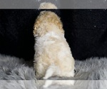 Small Photo #125 Maltipoo Puppy For Sale in WARSAW, IN, USA