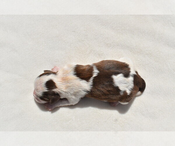 Medium Photo #2 Shih Tzu Puppy For Sale in PALM COAST, FL, USA