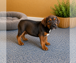 Small #2 Mastiff Mix