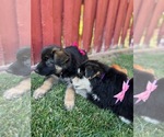 Small Photo #30 German Shepherd Dog-Siberian Husky Mix Puppy For Sale in JURUPA VALLEY, CA, USA