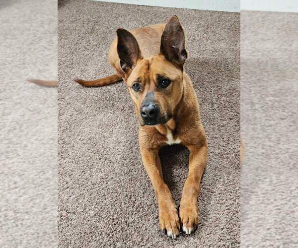 Medium Photo #11 American Pit Bull Terrier-German Shepherd Dog Mix Puppy For Sale in Lockport, NY, USA