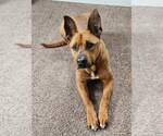 Small #10 American Pit Bull Terrier-German Shepherd Dog Mix