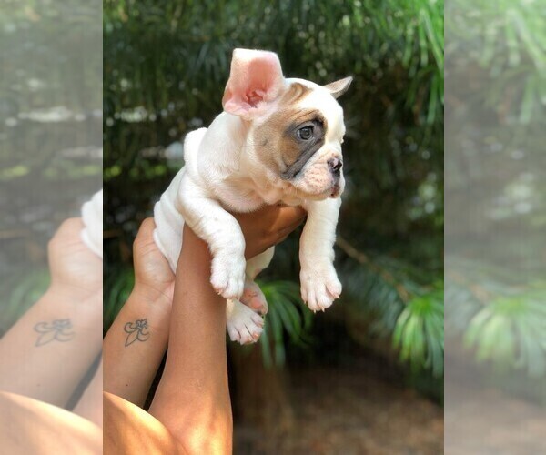 Medium Photo #4 French Bulldog Puppy For Sale in READING, PA, USA