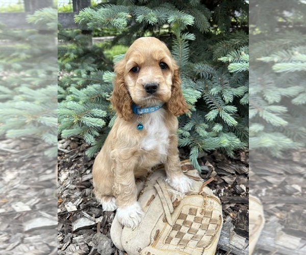 Medium Photo #1 Cocker Spaniel Puppy For Sale in MIDDLEBURY, IN, USA