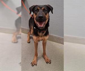 German Shepherd Dog-Unknown Mix Dogs for adoption in Las Vegas, NV, USA