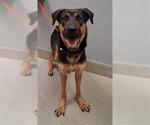 Small German Shepherd Dog Mix