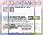 Small Photo #2 - Mix Puppy For Sale in Hoffman Estates, IL, USA
