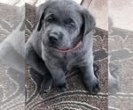 Small Photo #1 Labrador Retriever Puppy For Sale in PEORIA, AZ, USA